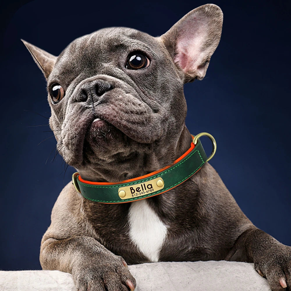 Bouledogue français portant un collier Pitouly personnalisé vert
